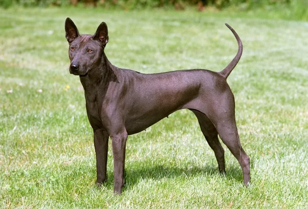Thai Ridgeback